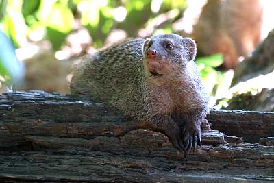 Aachener Zoo Aachener-Zoo-Erdmaennchen-002